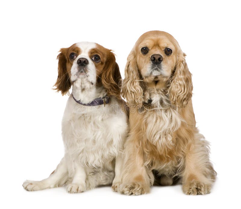 Cocker Spaniel (4 years) and a Cavalier King Charl