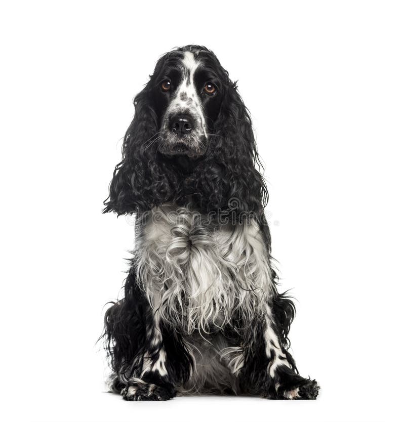 Cocker Spaniel, 3 años foto de archivo libre de regalías Cocker Spaniel, 3 años foto de archivo libre de regalías