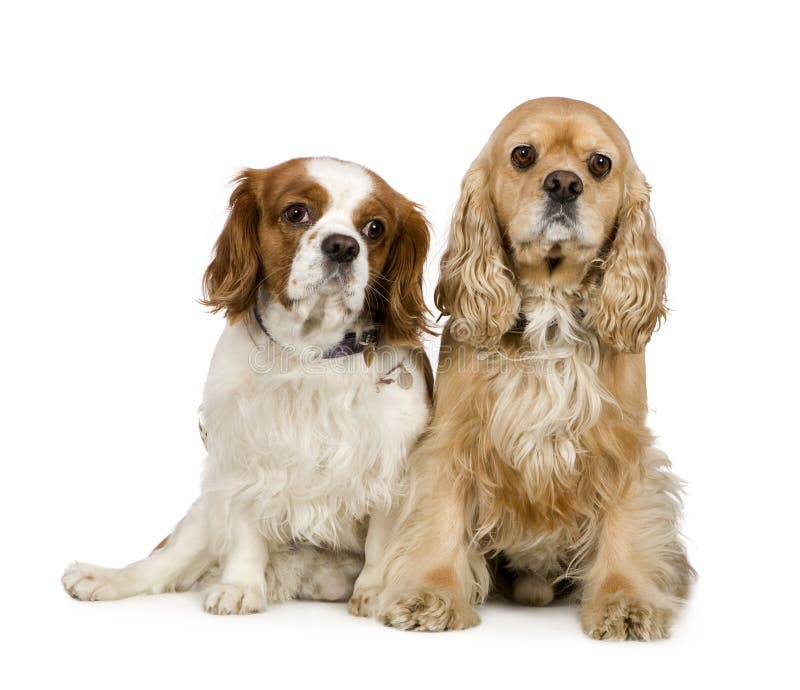 Cocker Spaniel and a Cavalier King Charles