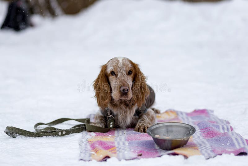 Cocker spaniel, das auf sein Abendessen wartet stockfoto Cocker spaniel, das auf sein Abendessen wartet stockfoto