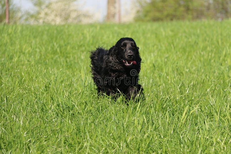 Cocker spaniel de funcionamiento en el parque imagen de archivo Cocker spaniel de funcionamiento en el parque imagen de archivo