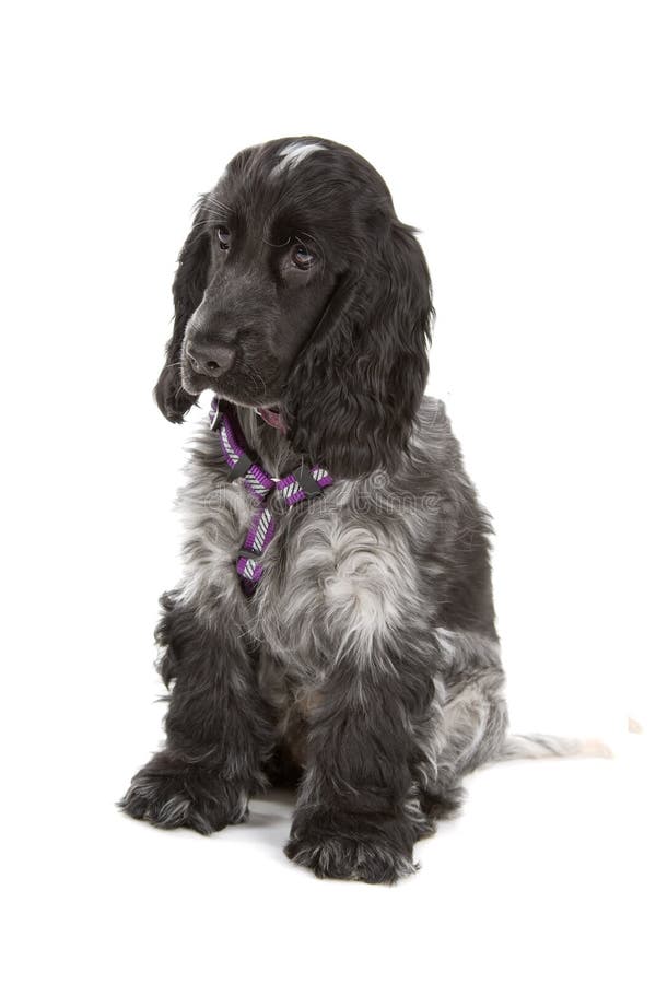 Cocker spaniel dog