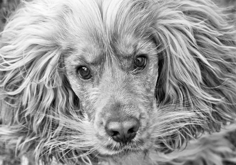 Cocker Spaniel Dog Black and White Stock Photo Image of monochrome