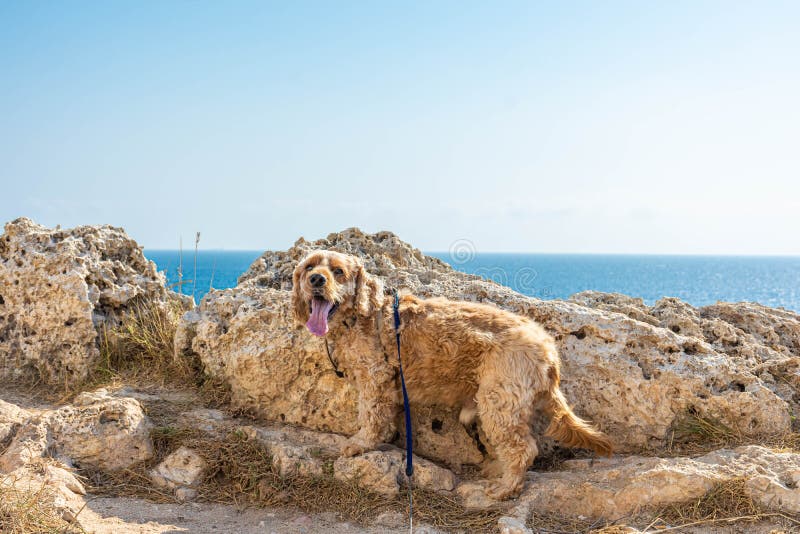 Cocker Spaniel Dog Standing on the Easternmost Point of Italy in Punta ...