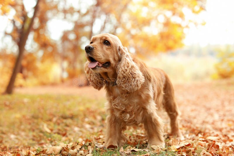 Cocker Spaniel lindo en parque imagen de archivo libre de regalías Cocker Spaniel lindo en parque imagen de archivo libre de regalías