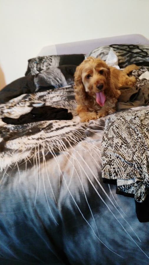 Cocker Spaniel Dog Bed Stock Images Download 233 Royalty Free Photos