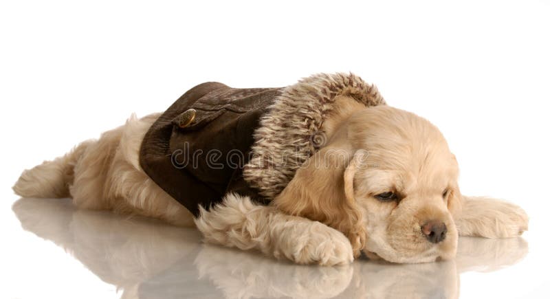 cocker spaniel jacket