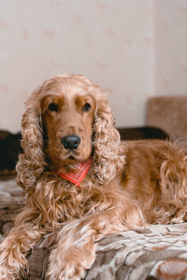 cocker spaniel bandanas