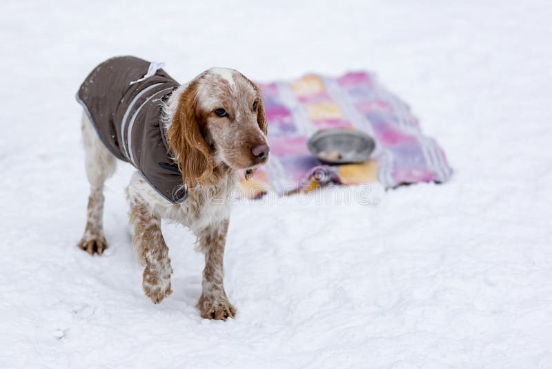 Cocker Spaniel rojo paseando fotos de archivo
