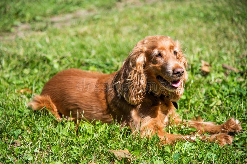 Cocker spaniel rojo que miente en la hierba mientras que camina imágenes de archivo libres de regalías Cocker spaniel rojo que miente en la hierba mientras que camina imágenes de archivo libres de regalías