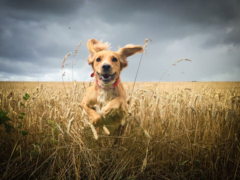 Cocker spaniel dog in field of wheat