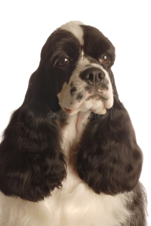 Cockerspaniel-Kopfschuß lizenzfreie stockbilder Cockerspaniel-Kopfschuß lizenzfreie stockbilder