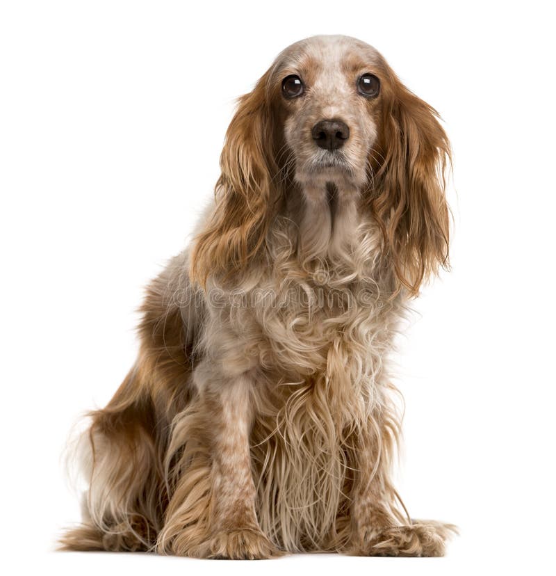 Cockerspaniel-u. Kavalier-König Charles (Kreuzung) lokalisiert auf Weiß stockfotografie