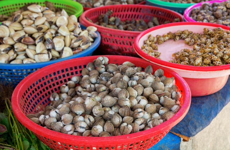 Cockle stock image. Image of closed, caldron, bucket 27178075
