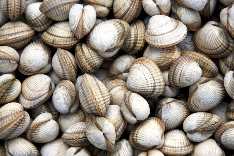 A background of fresh cockles for sale at a market. Bivalve shell stock images, royalty-free photos and pictures