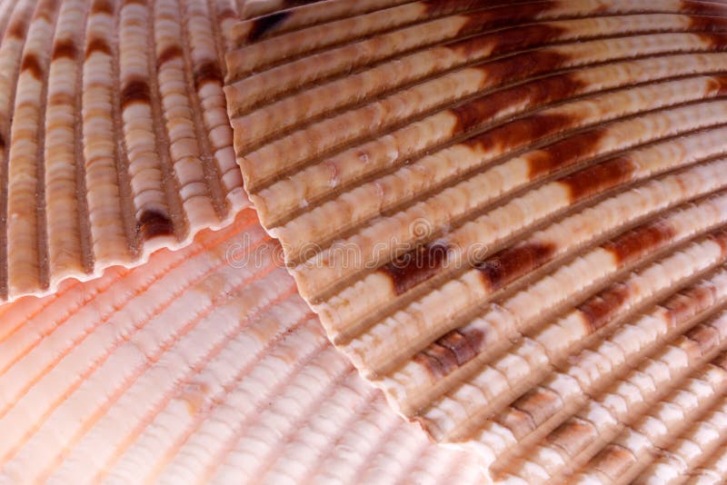Close up detail of Van Hyning's Cockle shells on white lit from underneath to bring out detail and glow, found in florida. Bivalve shell stock images, royalty-free photos and pictures