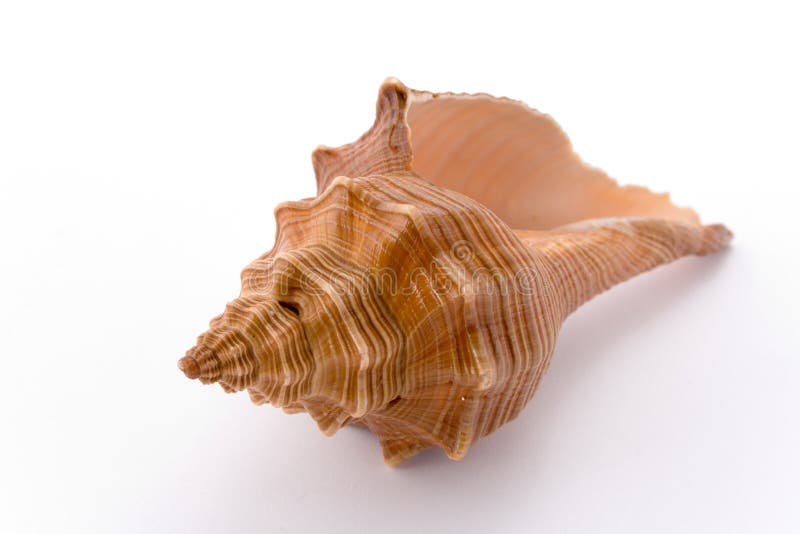 Coquillage en spirale image stock