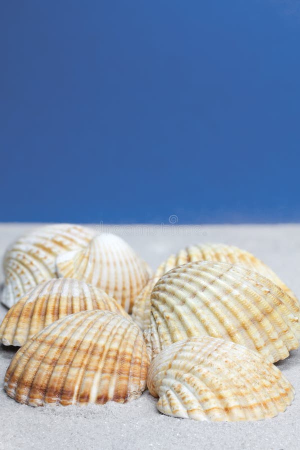 Cockle Shells on sand