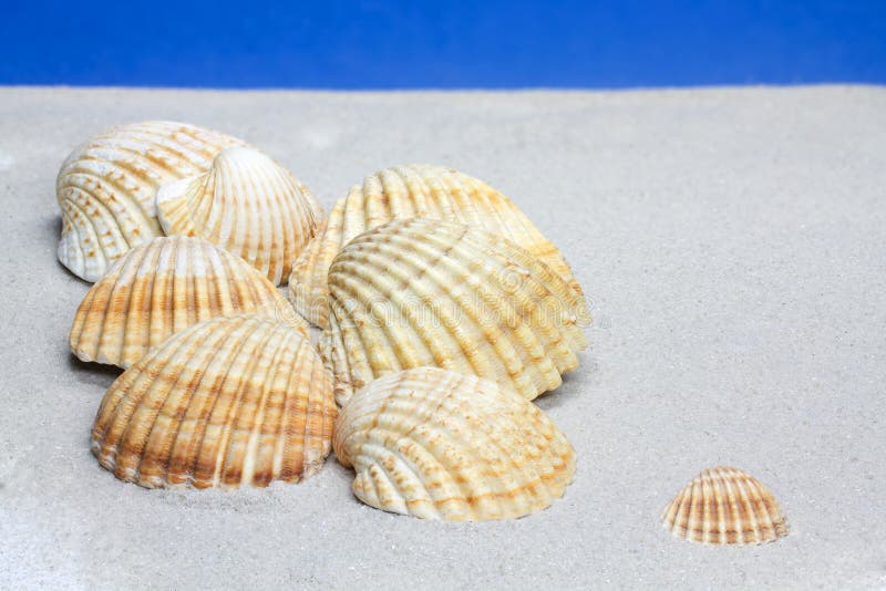 Cockle Shells on sand