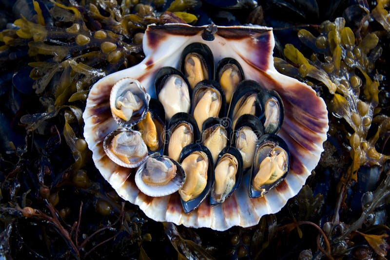 Fresh cockles and mussels on display in a scallop shell on a bed of seaweed at a fish market. Bivalve shell stock images, royalty-free photos and pictures