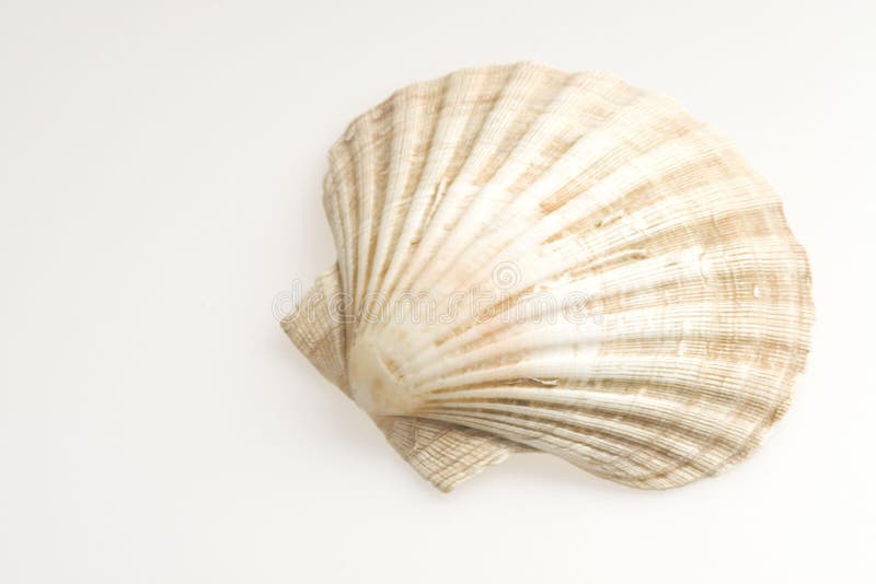 Cockleshell stock images