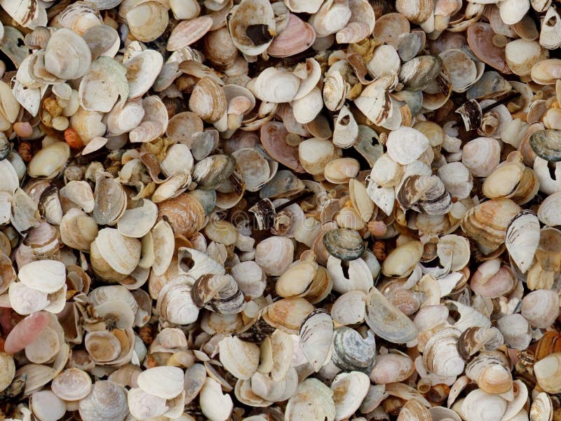 Cockleshell beach surface seashell