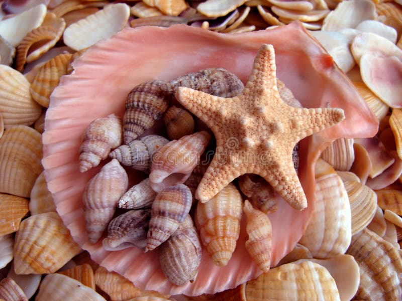 Cockleshell and starfishes