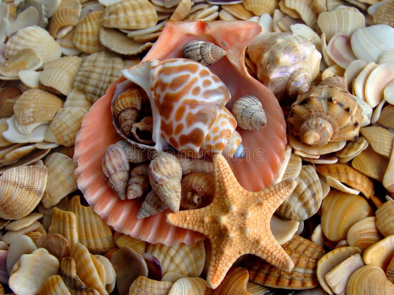 Cockleshell and starfishes