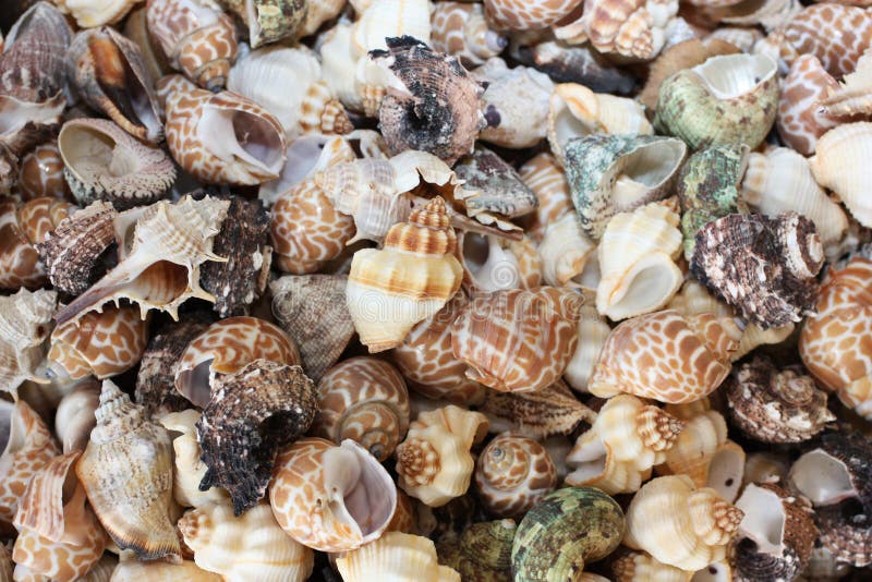 Cockleshells