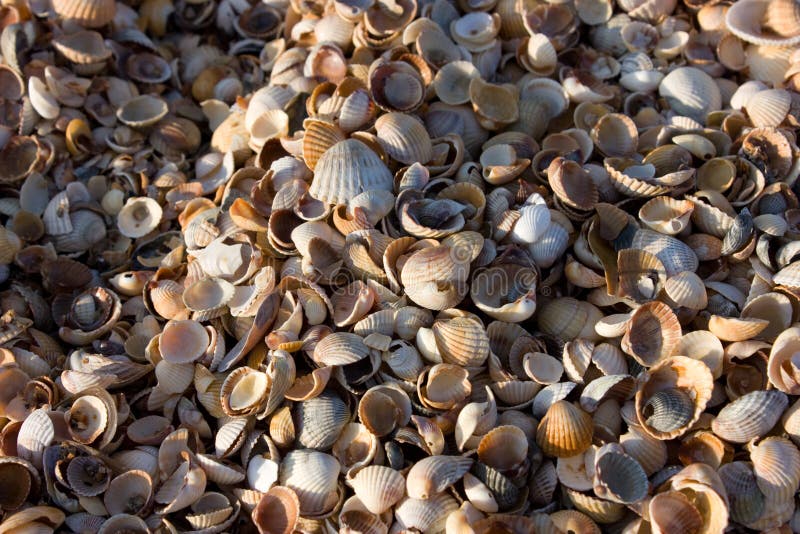 Cockleshells