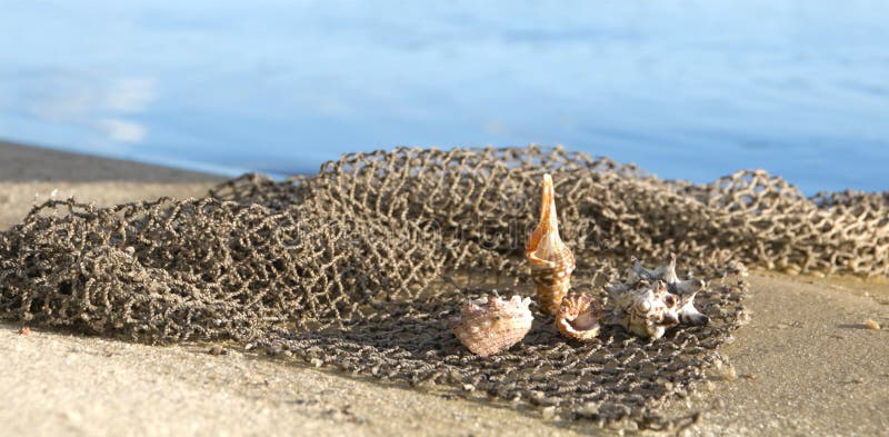 Cockleshells lie on a fishing net ashore
