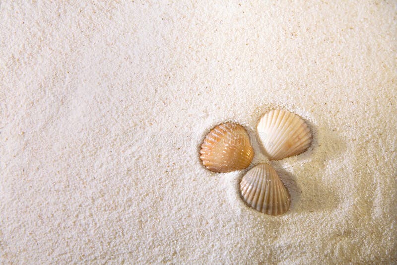 Cockleshells on sand