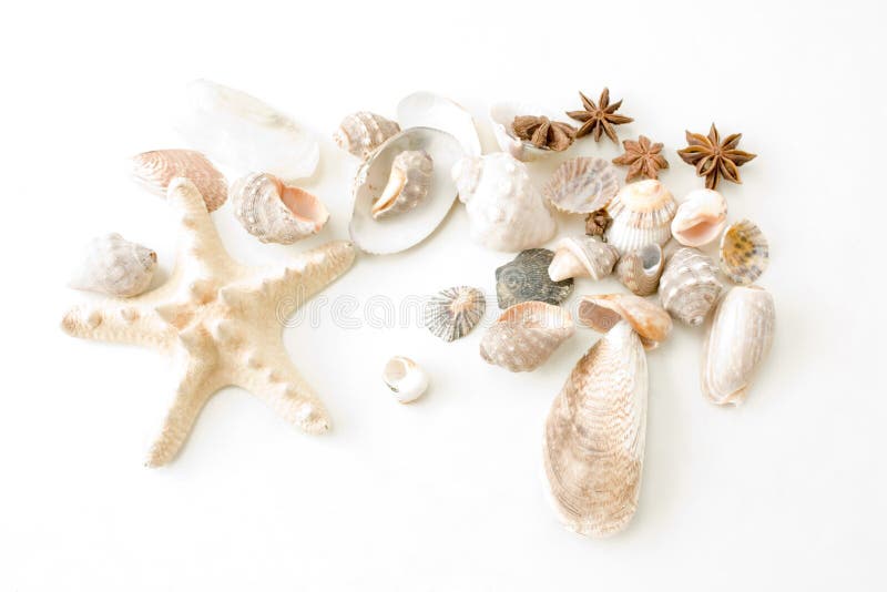 Cockleshells and starfish