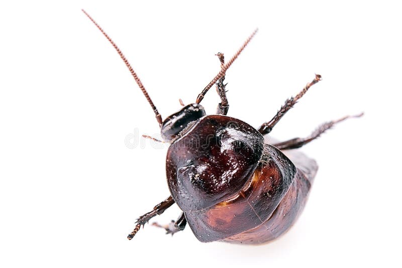 Cockroach