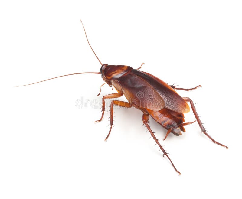 Cockroach Insect Roach Pest Control