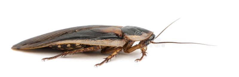 Cockroach