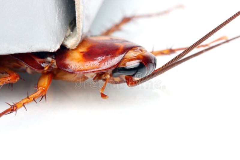 A cockroach crawling out from hole on white background.