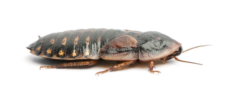 Cockroach against white background