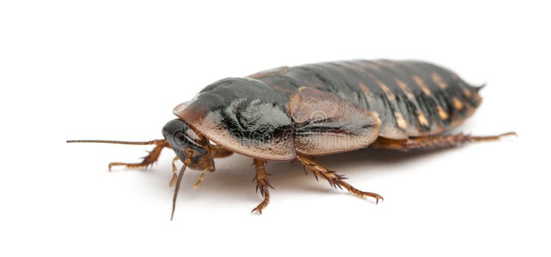 Cockroach against white background