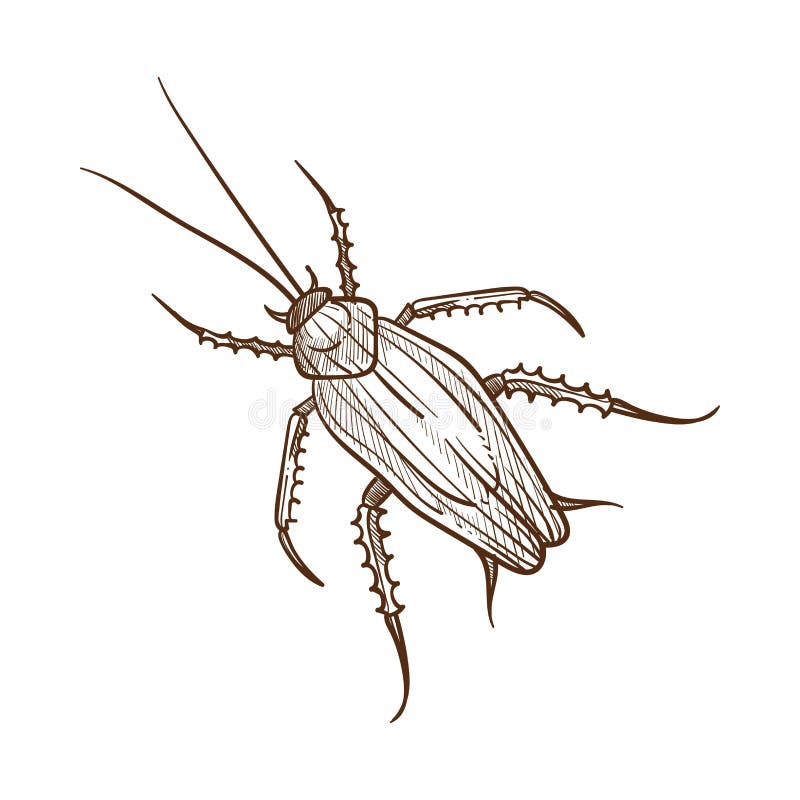 Insects Drawings  ClipArt Best