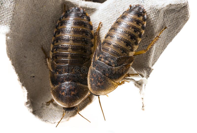 Cockroach - Blaptica dubia close up