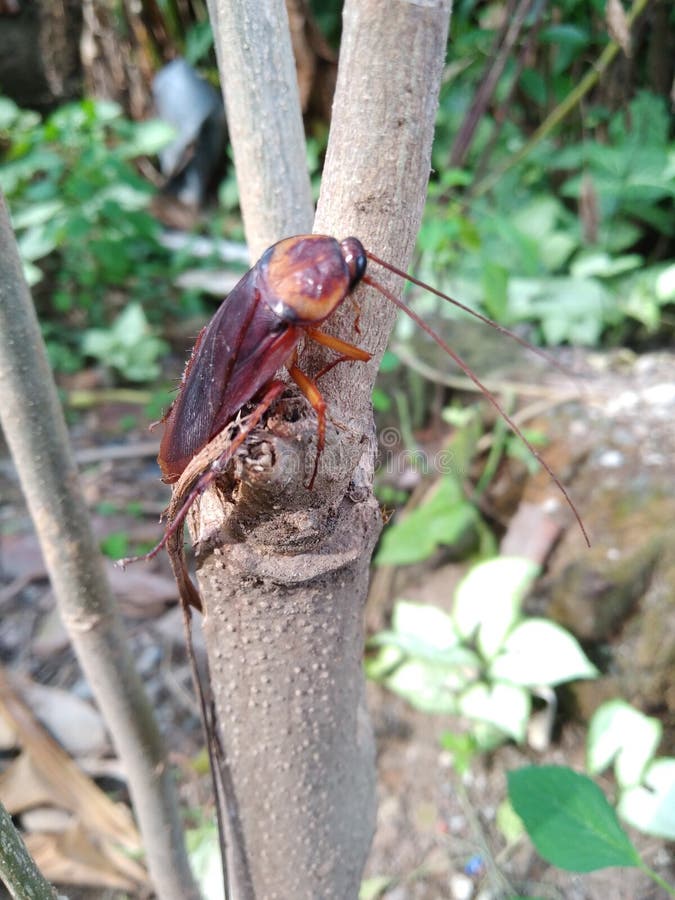 Cockroach Climbing on Keyboard Stock Image Image of creepy, abhor