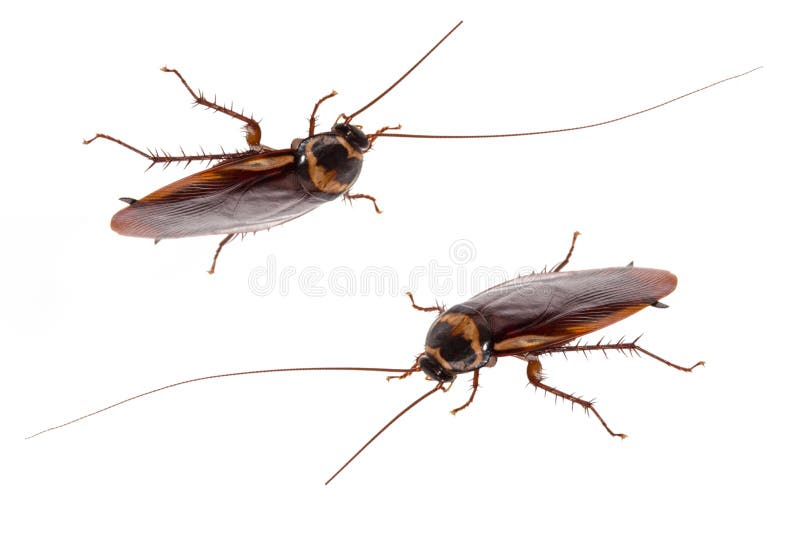 Close up of a cockroach on white background.