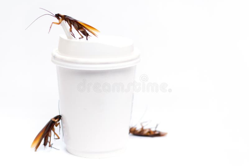 Cockroach on coffee cup stock image. Image of sign, roach 138893243
