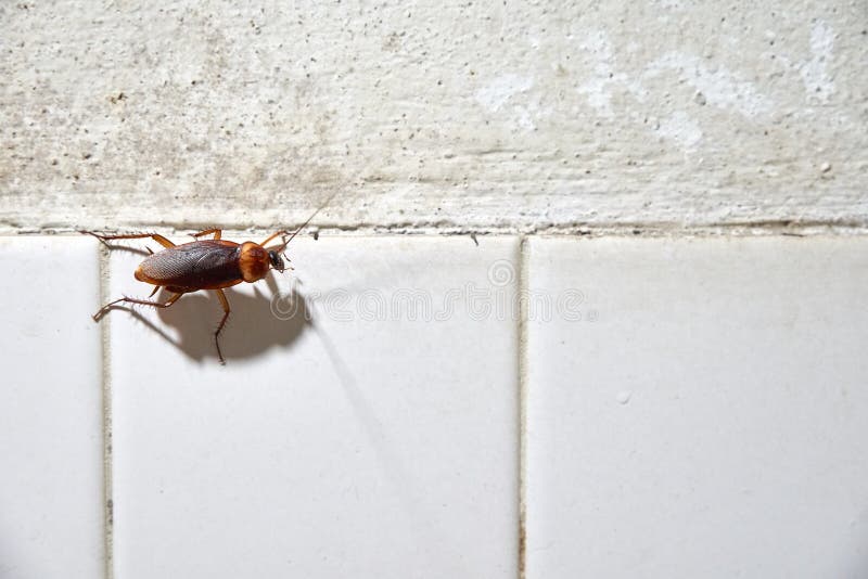 Cockroach Crawling on White Tile Wall Stock Image Image of background