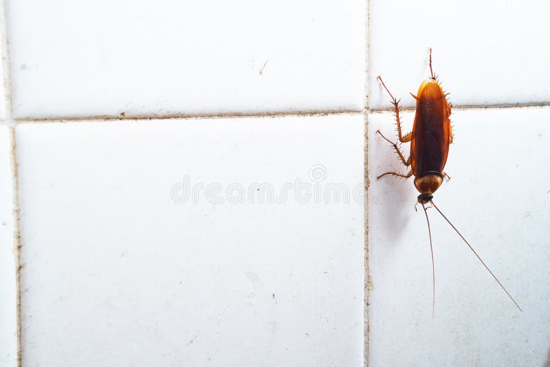 Cockroach Crawling on White Tile Wall Stock Image Image of background
