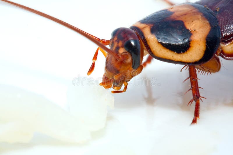 Cockroach eating stock photo. Image of grain, eating 16088644