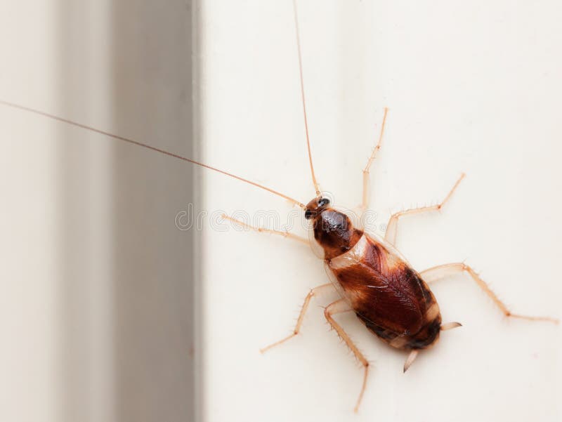 Cockroach House live stock photo. Image of face, blue 82211054