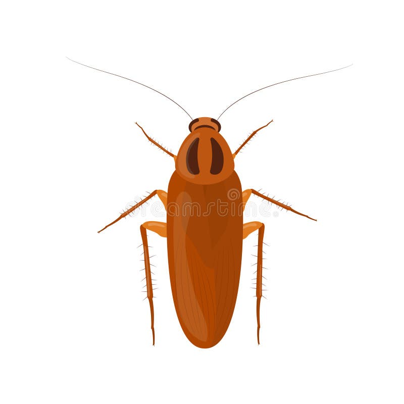 Cockroach Isolated on White - Vector Illustration Stock Vector ...