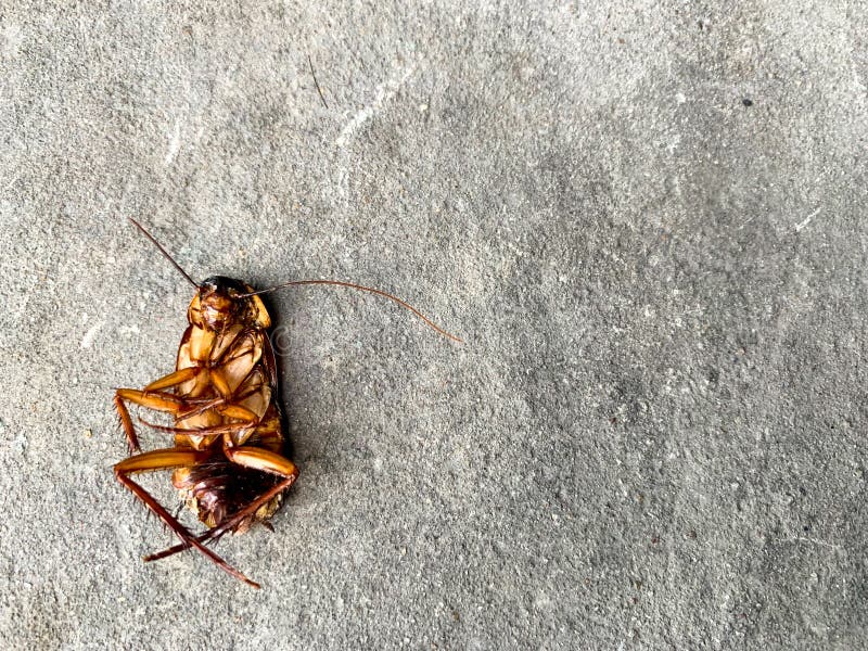 Cockroach Just Die in Front of the House Stock Image Image of front